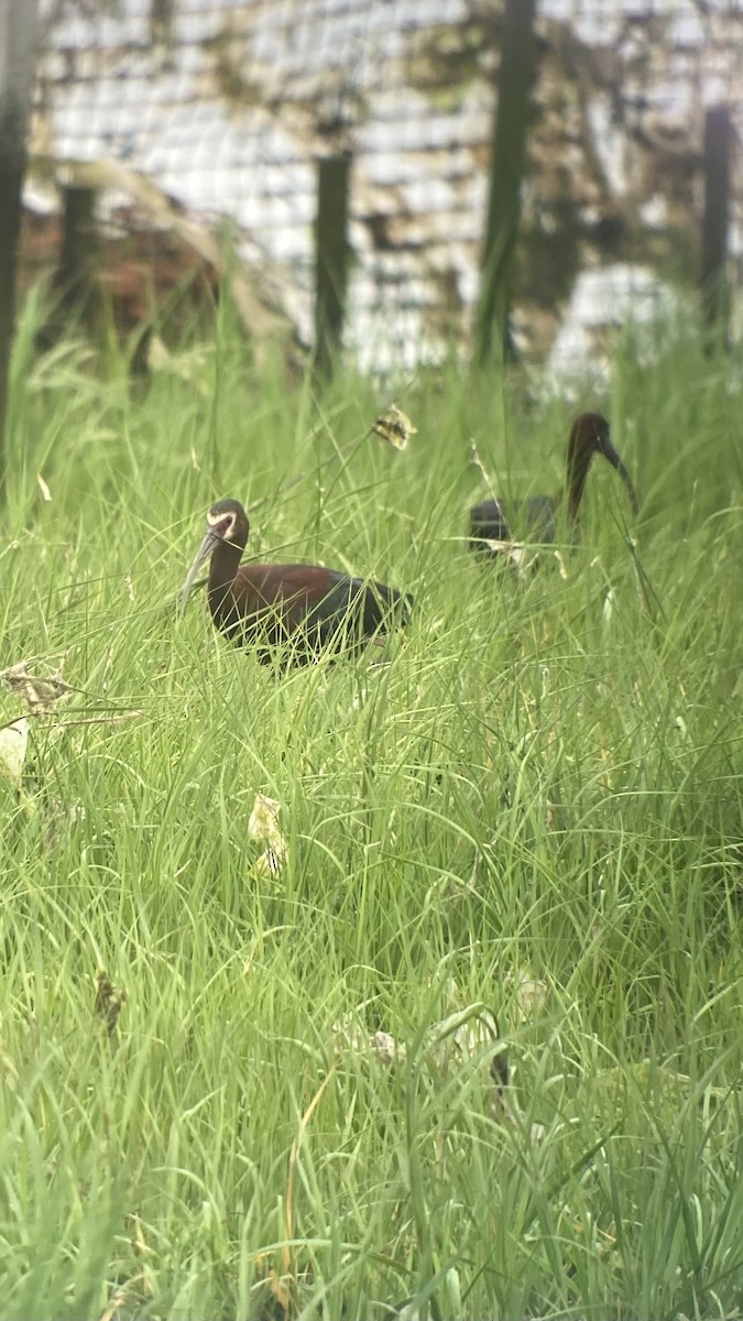 White-faced Ibis - ML637731675