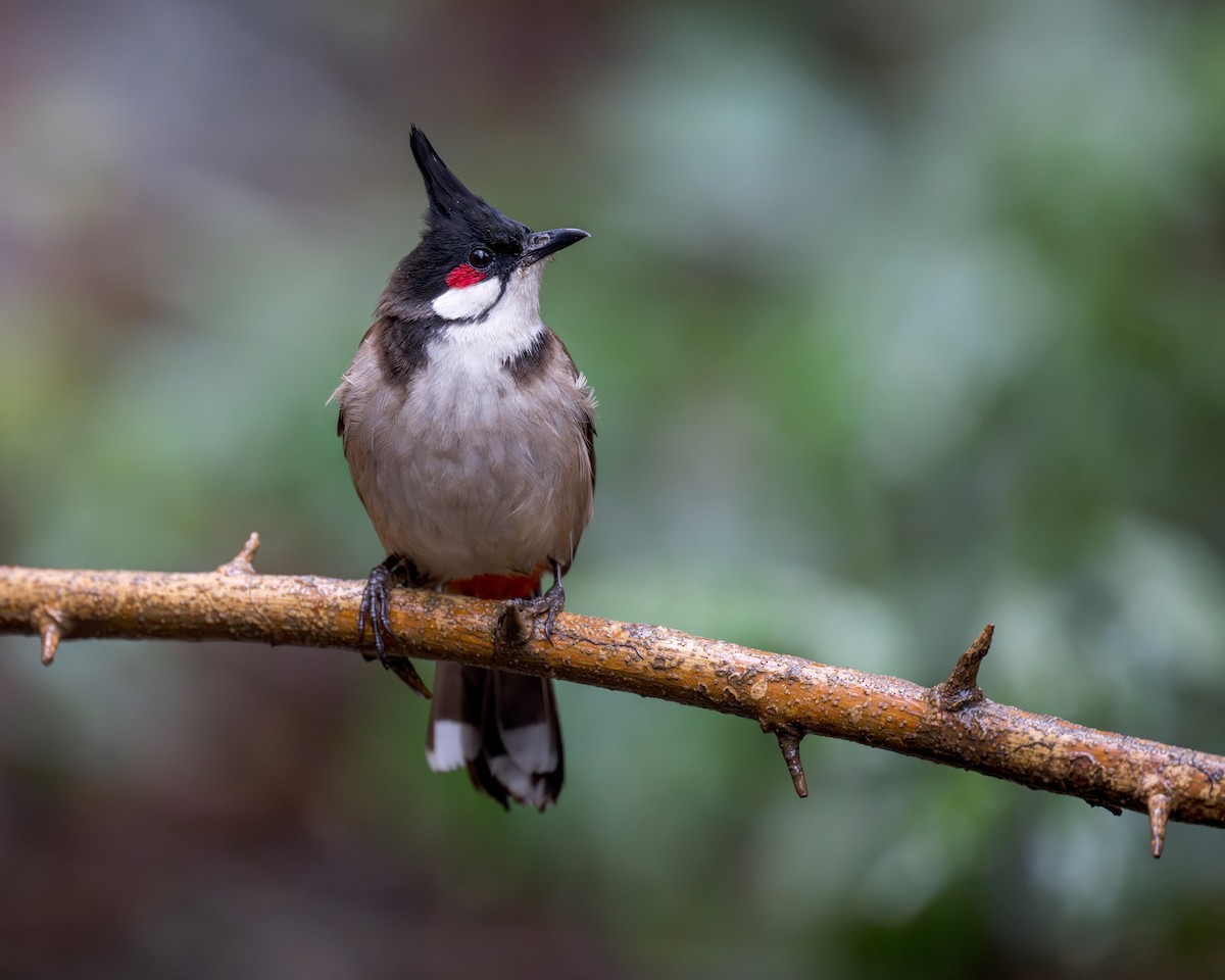 Bulbul masailgorria - ML637731676