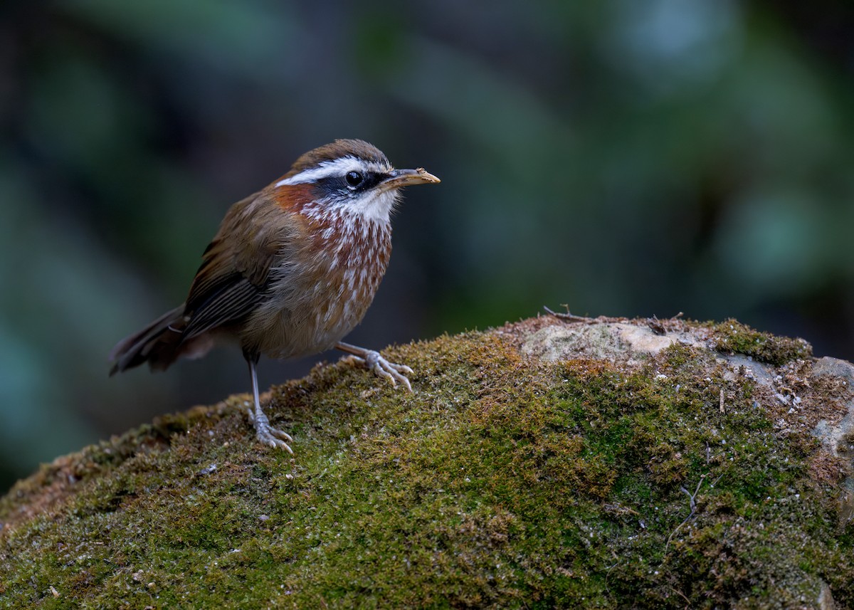 Streak-breasted Scimitar-Babbler - ML637731680