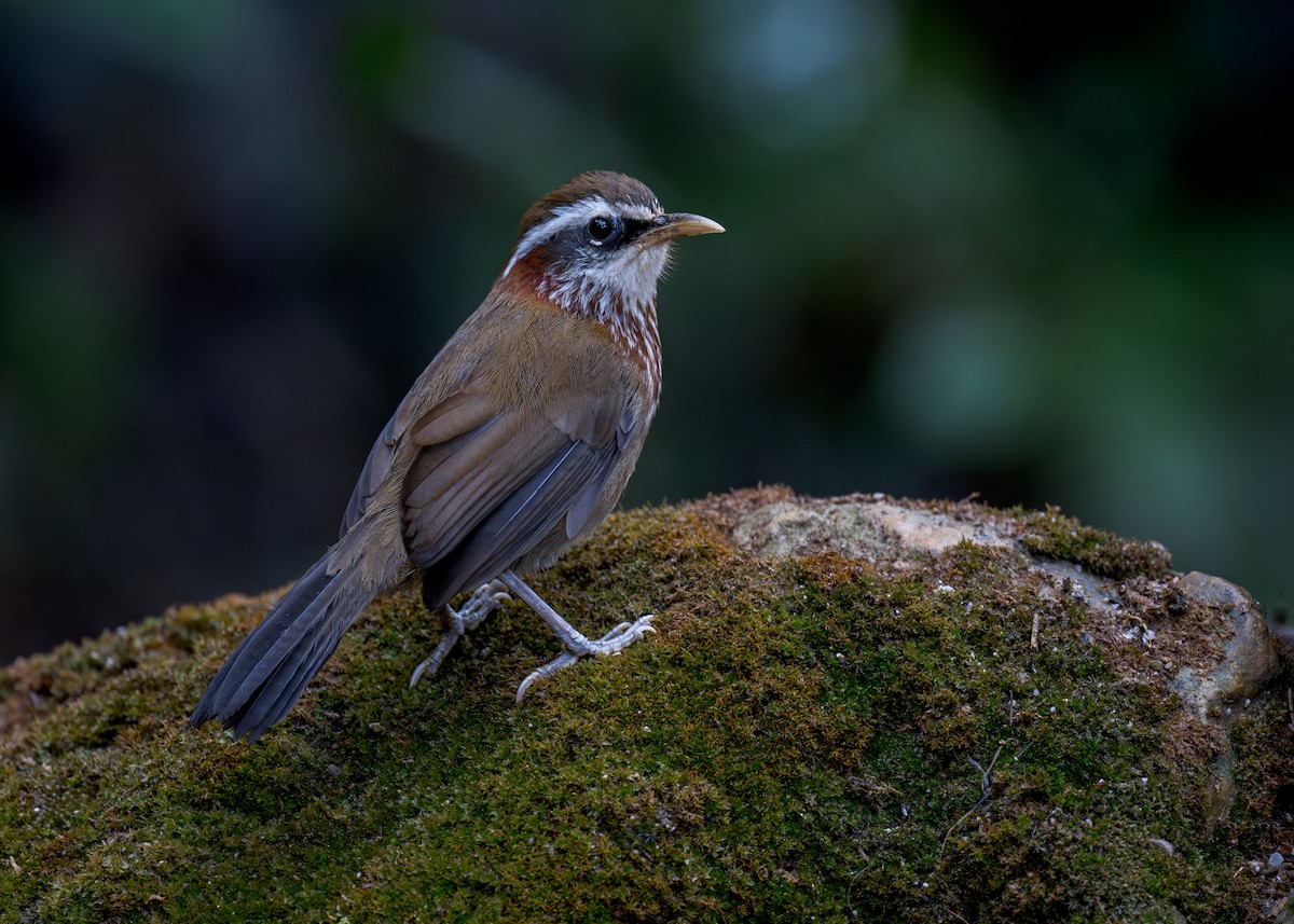 Streak-breasted Scimitar-Babbler - ML637731681
