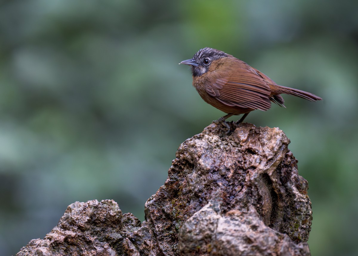 Gray-throated Babbler - ML637731682