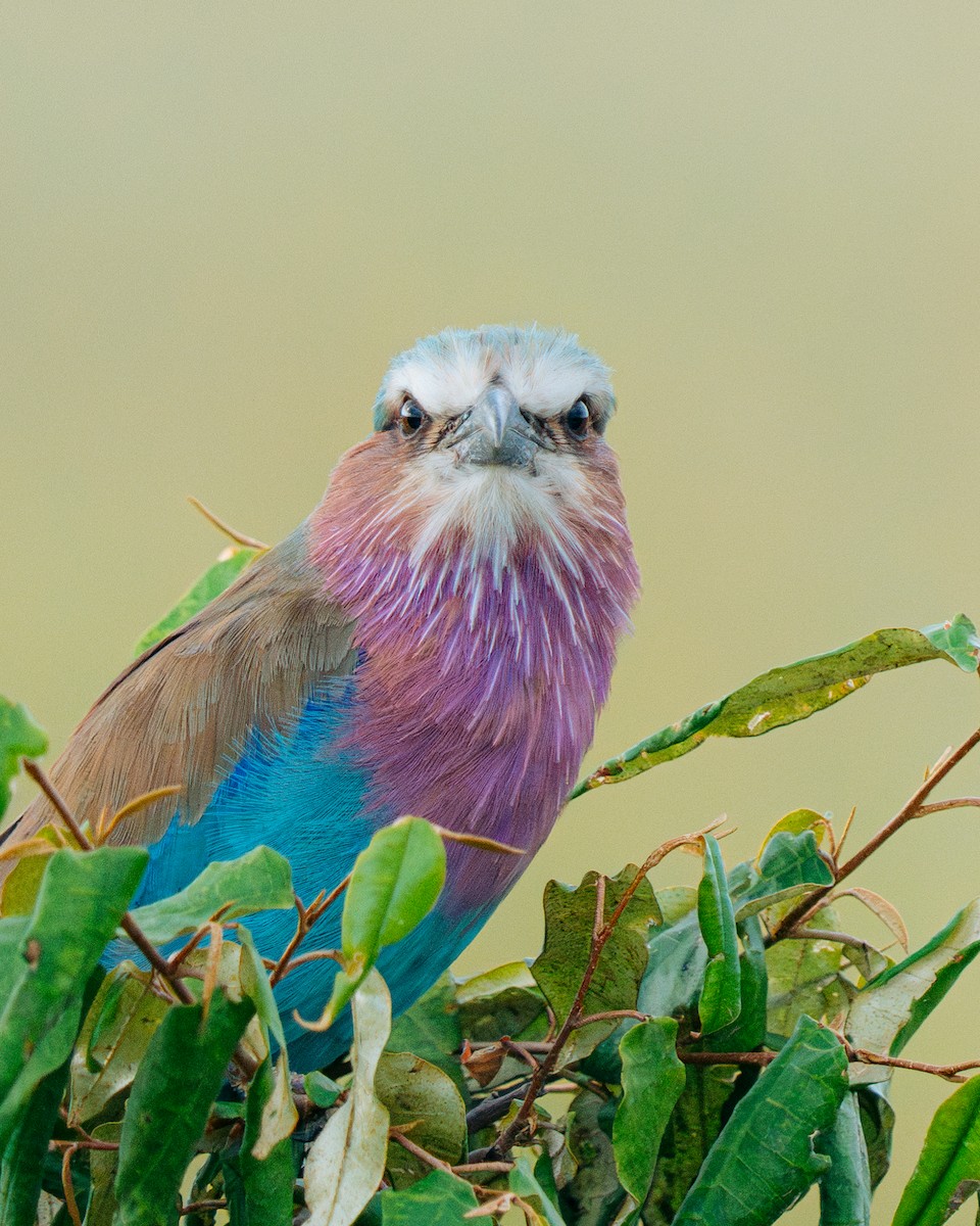 Lilac-breasted Roller - ML637731683