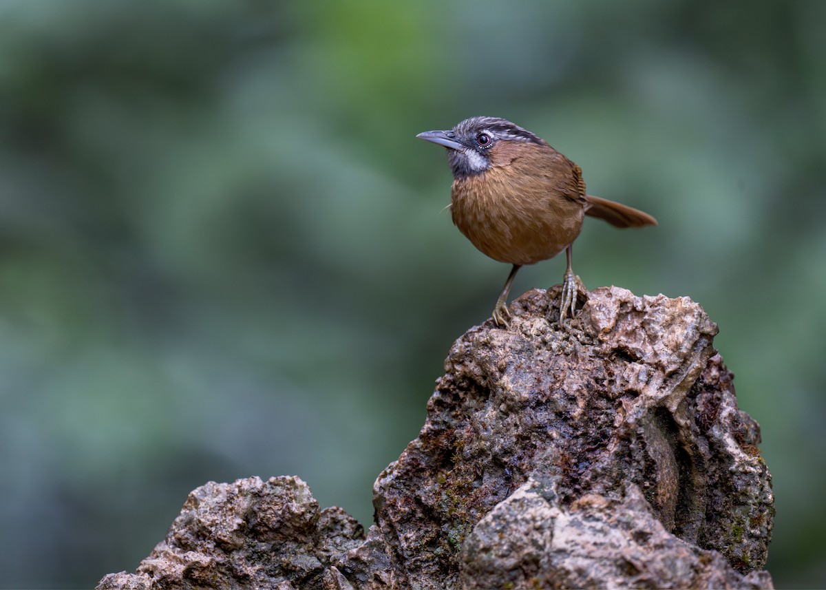 Gray-throated Babbler - ML637731684