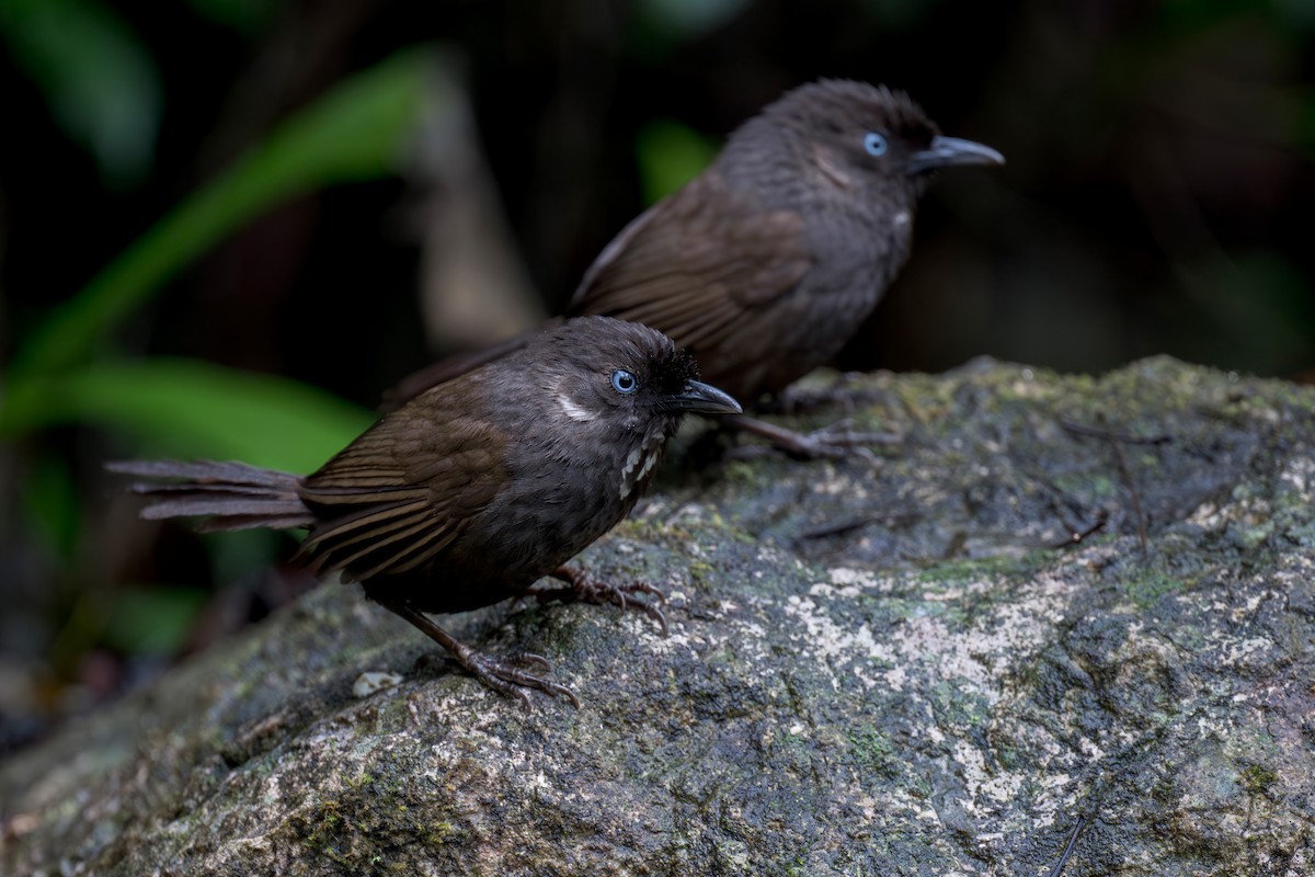 Nonggang Babbler - ML637731686