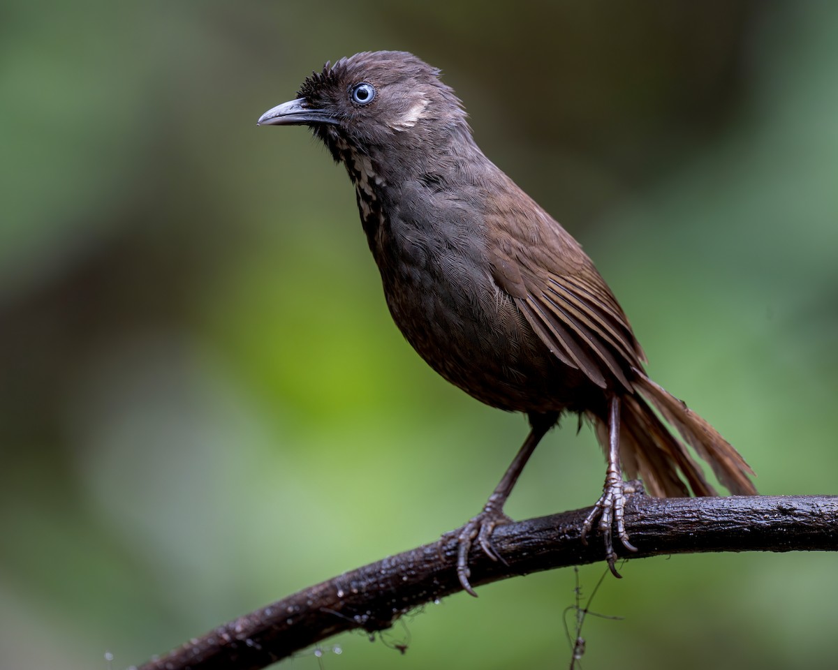 Nonggang Babbler - ML637731687