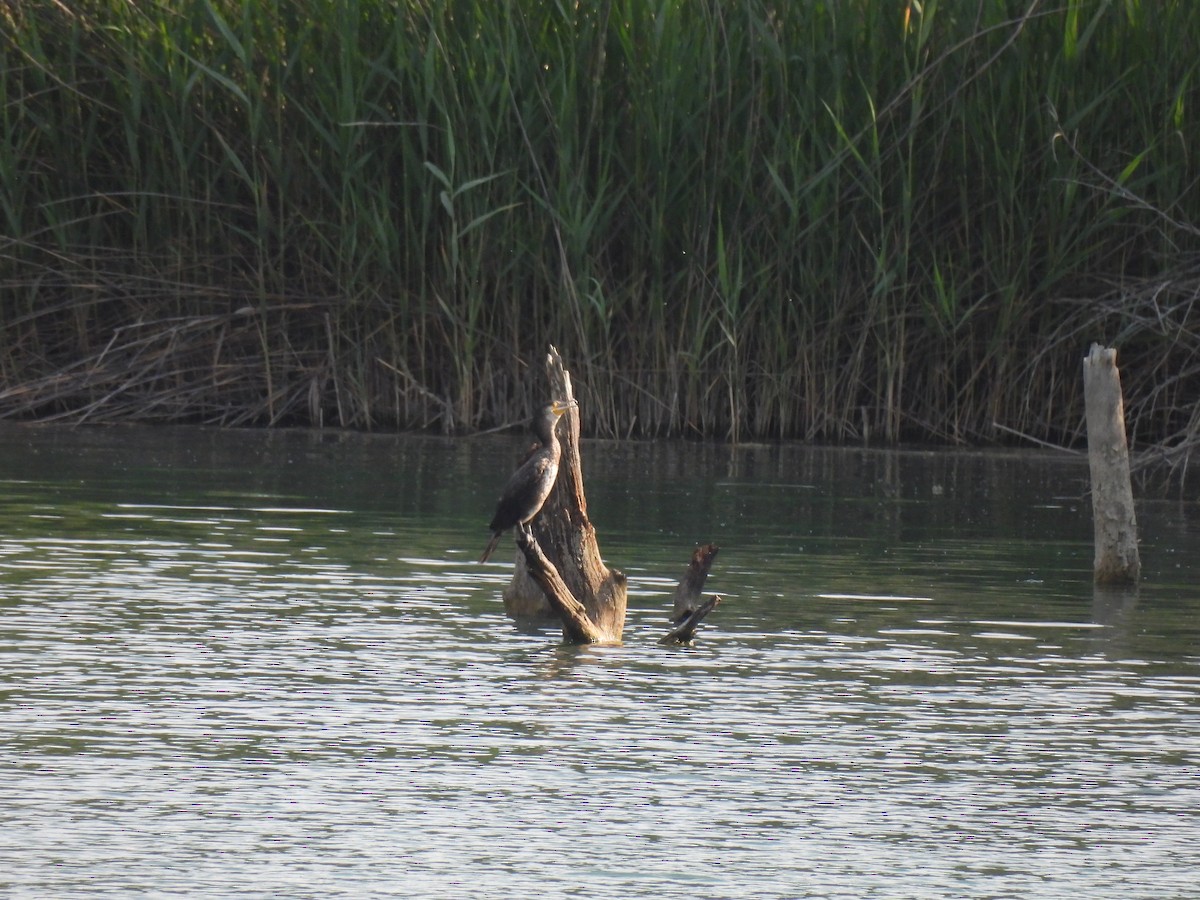 Cormorán Grande - ML637731709