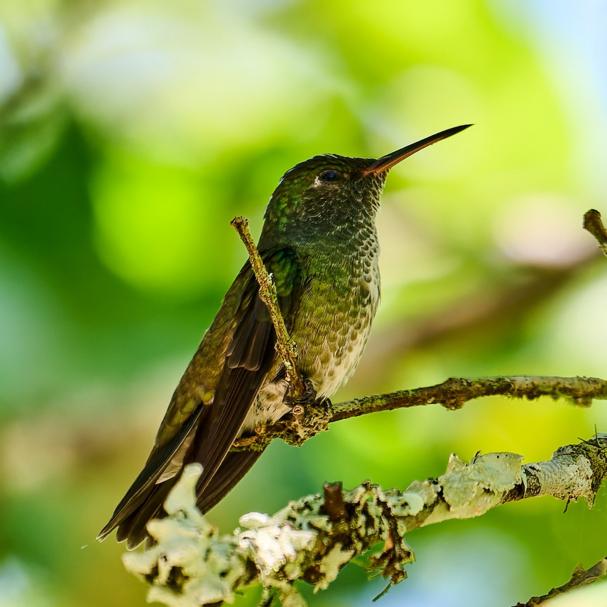 Amazilia Versicolor - ML637731712