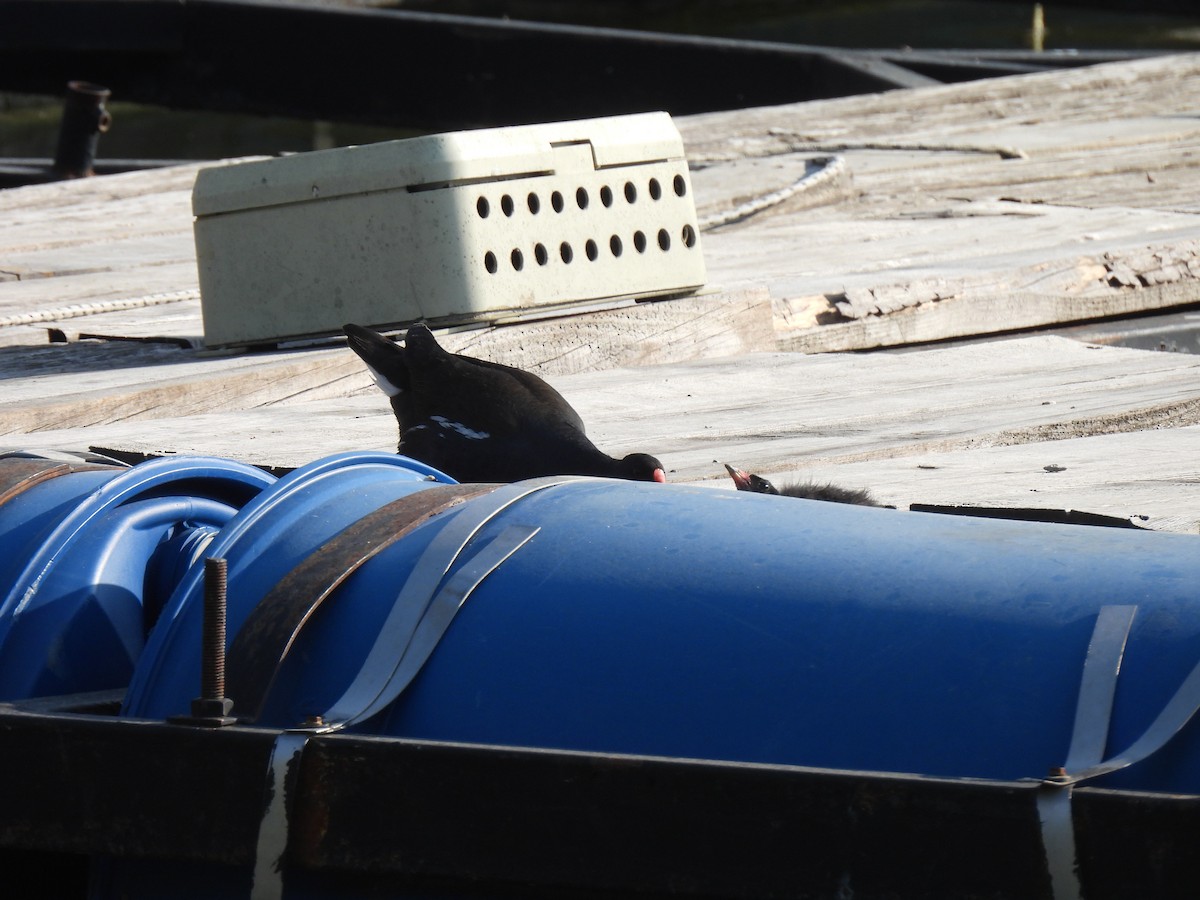 Eurasian Moorhen - ML637731719