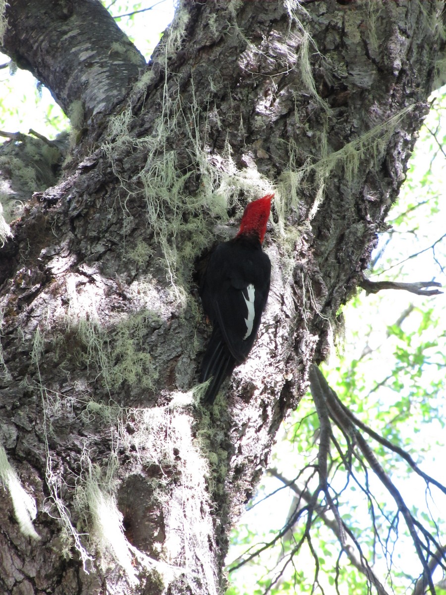Magellanic Woodpecker - ML637731730