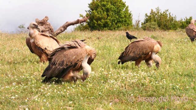 Gänsegeier - ML637731731