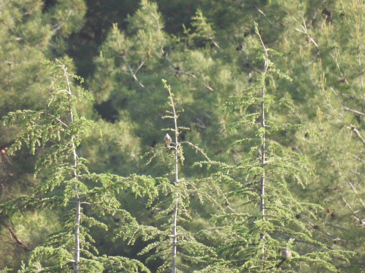 European Turtle-Dove - ML637731736