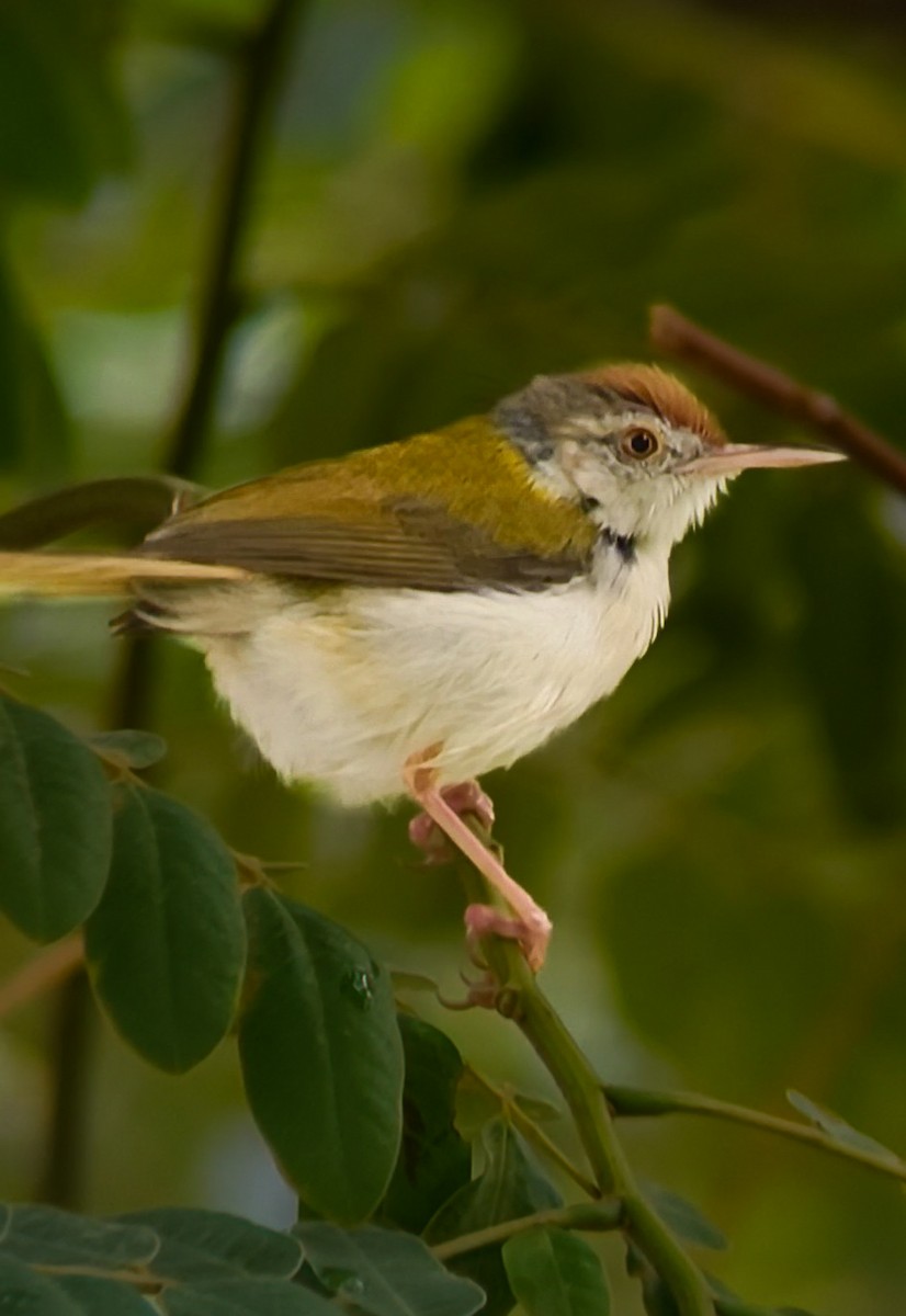 Common Tailorbird - ML637731774