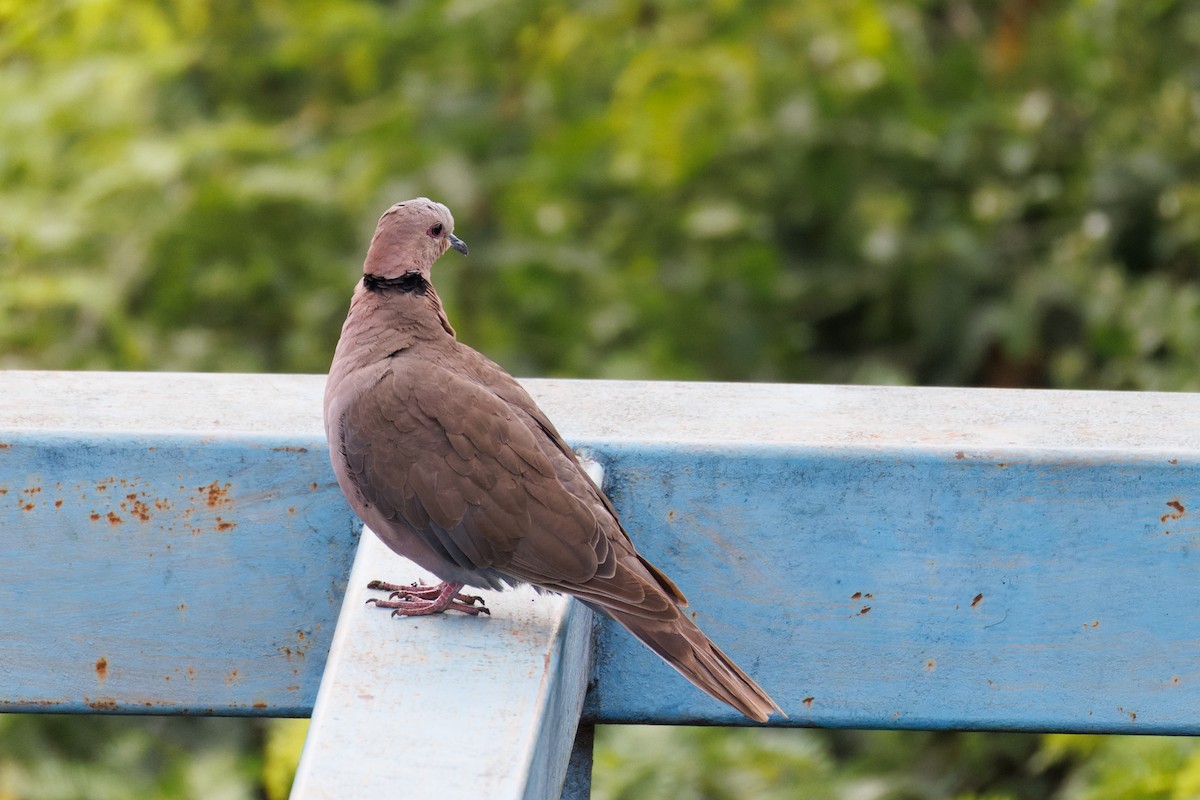Red-eyed Dove - ML637731815