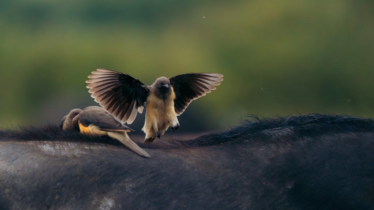 Yellow-billed Oxpecker - ML637731820