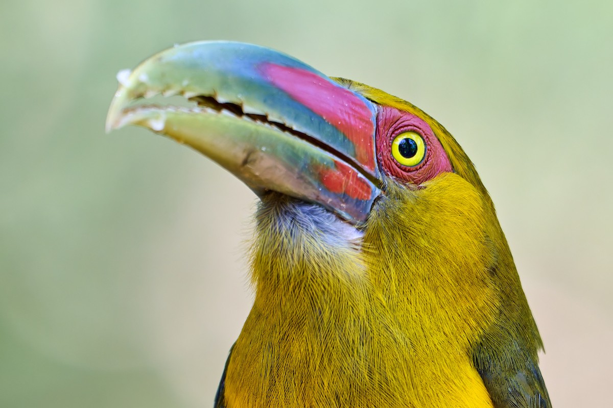 Saffron Toucanet - ML637731826