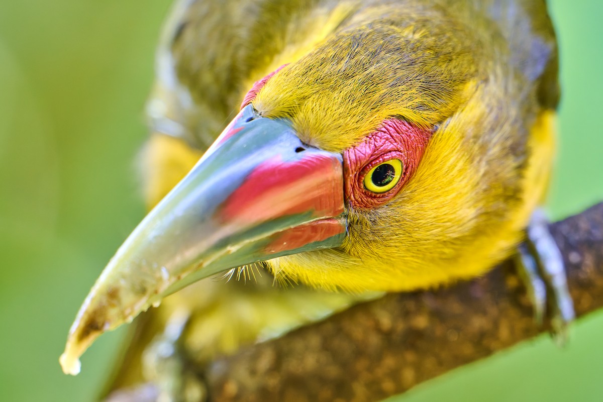 Saffron Toucanet - ML637731827