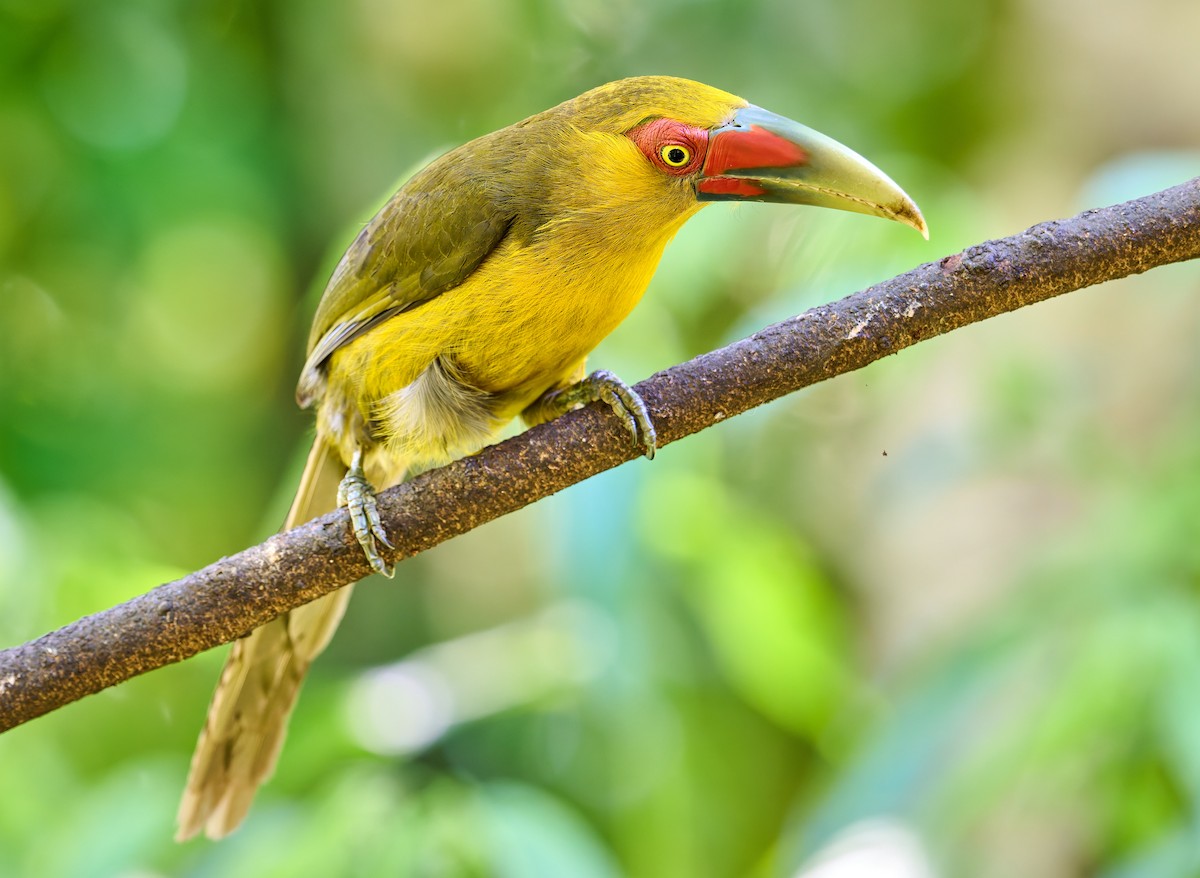Saffron Toucanet - ML637731828