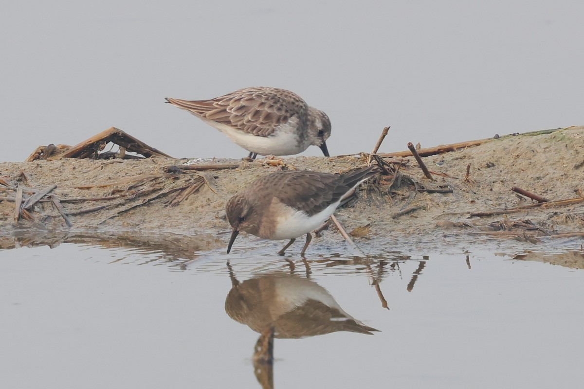 Little Stint - ML637731839