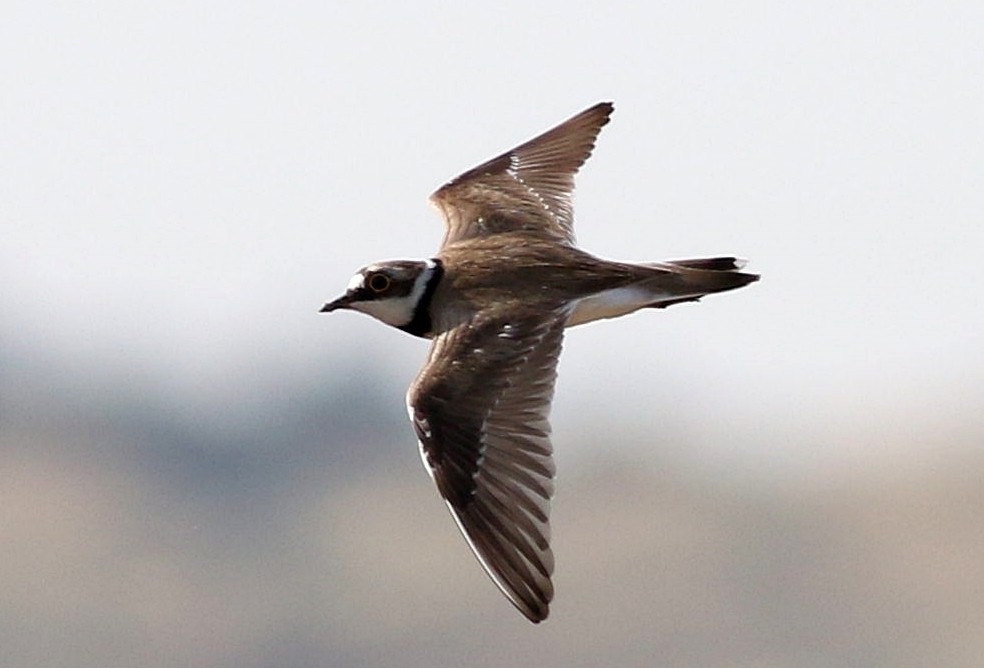 Little Ringed Plover - ML637731848