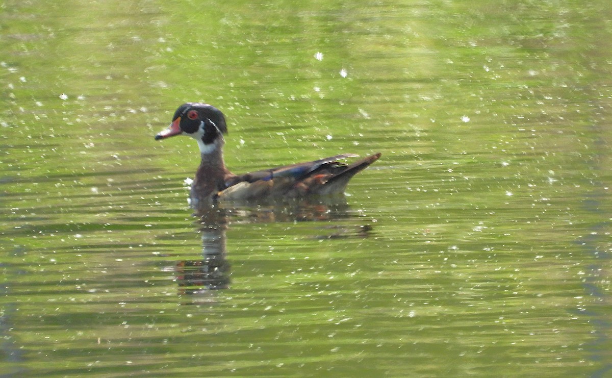 Pato Joyuyo - ML637731870