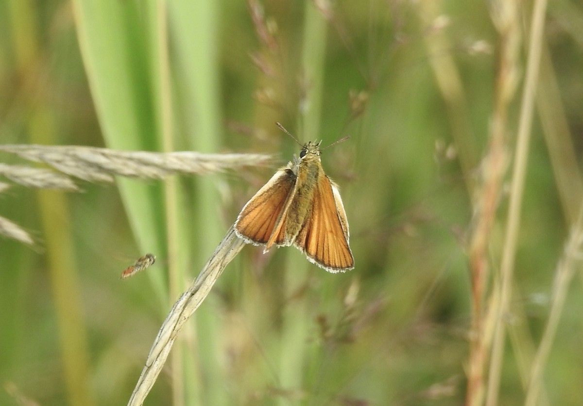 Insects - ML637731877