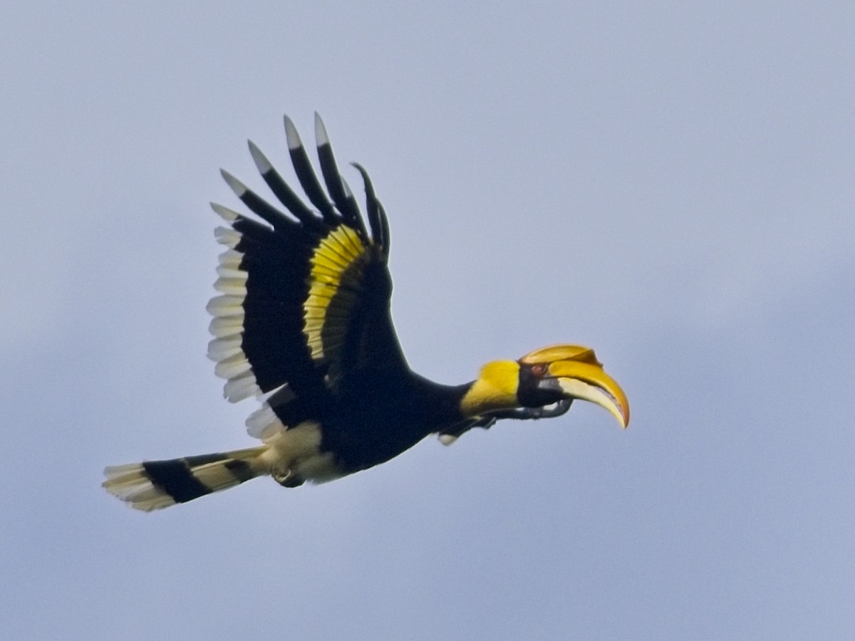 Cálao Bicorne - ML637731882