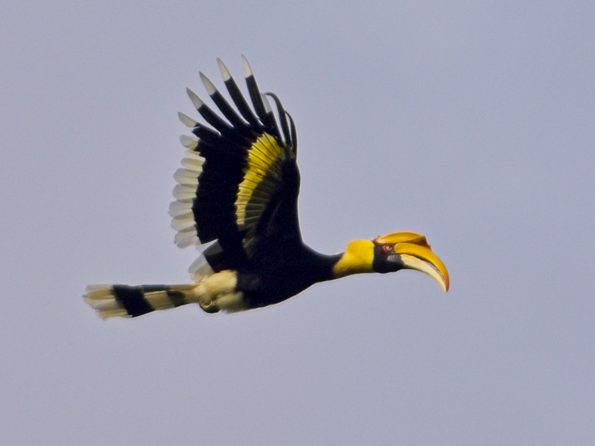 Cálao Bicorne - ML637731883