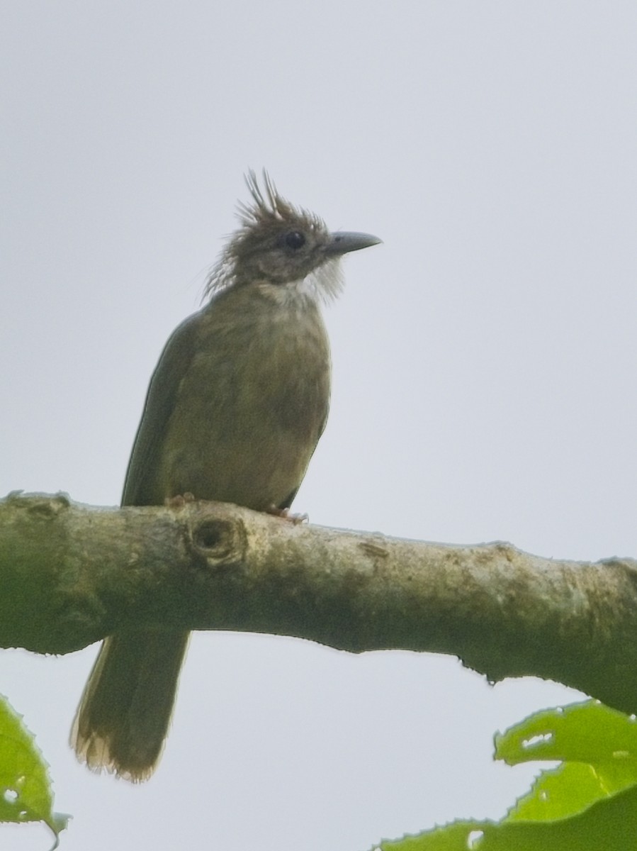 Bulbul Ocráceo - ML637731898