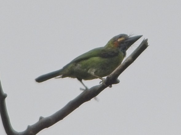 Barbudo Orejiazul - ML637731899