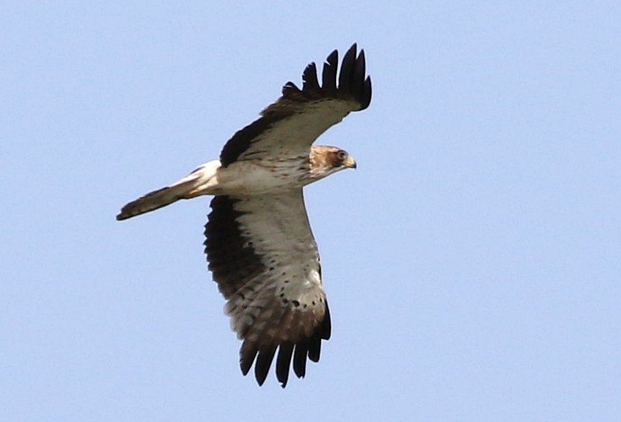 Águila Calzada - ML637731908