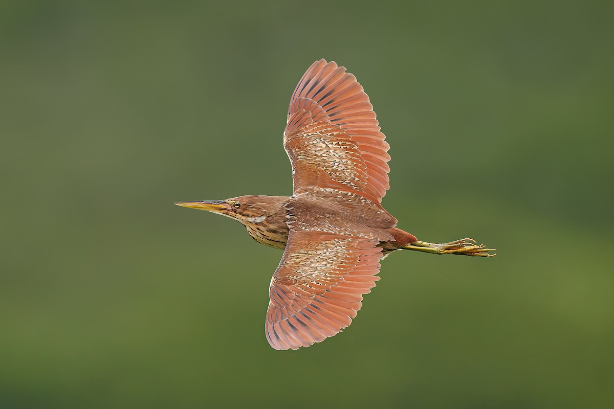 Cinnamon Bittern - ML637731981