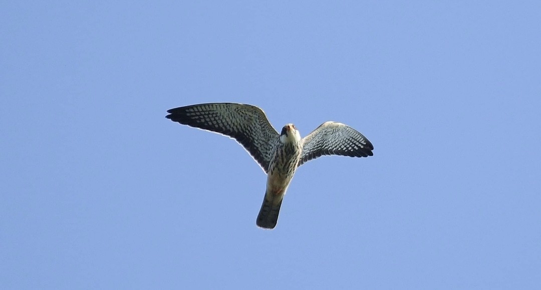 Amur Falcon - ML637732008
