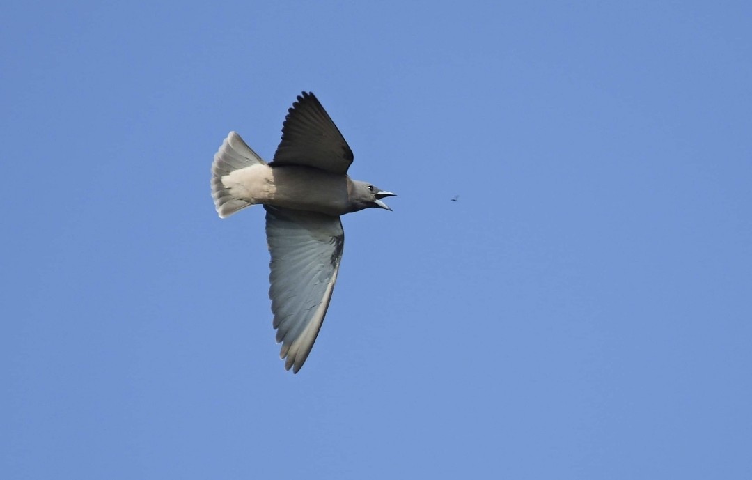 Ashy Woodswallow - ML637732010