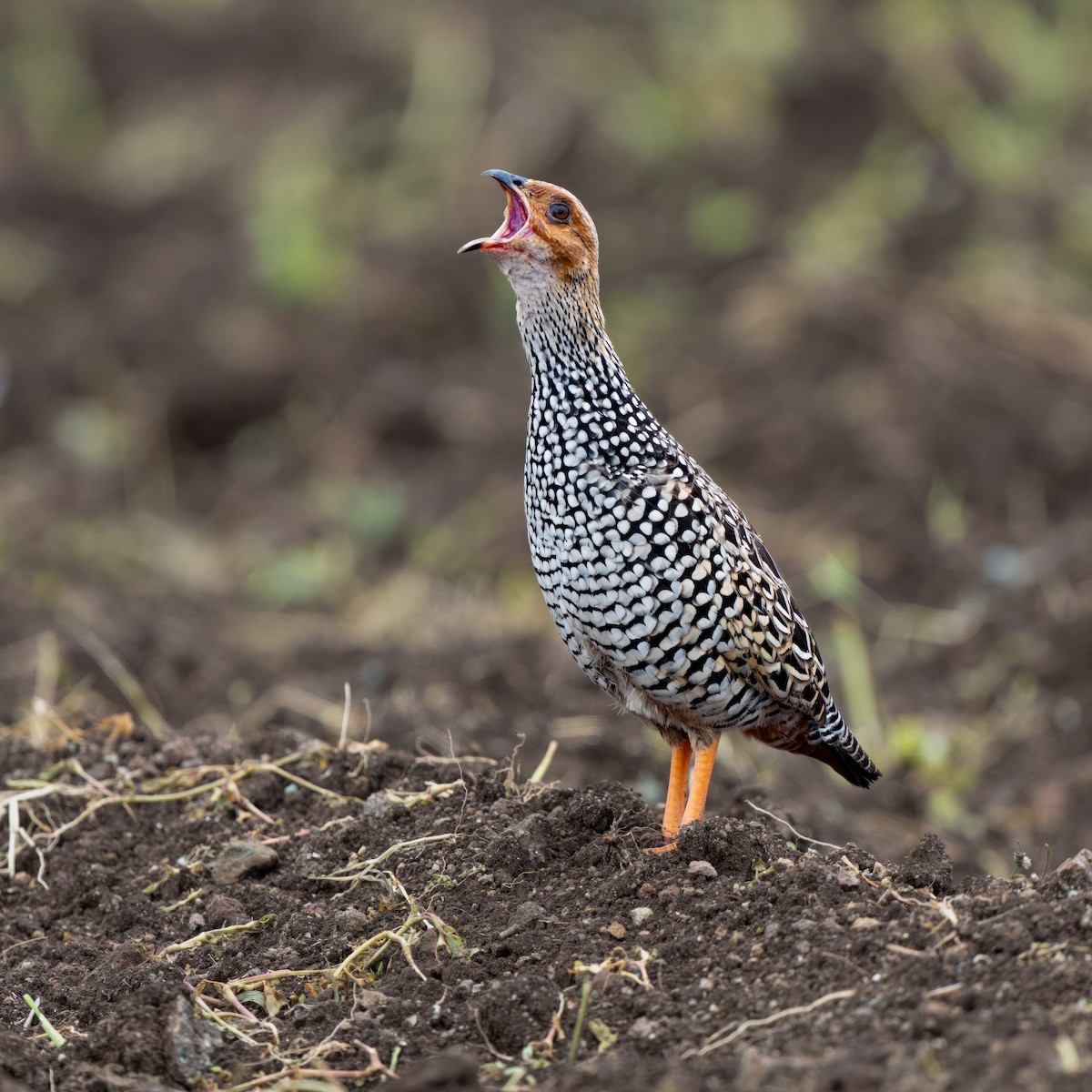 Painted Francolin - ML637732040