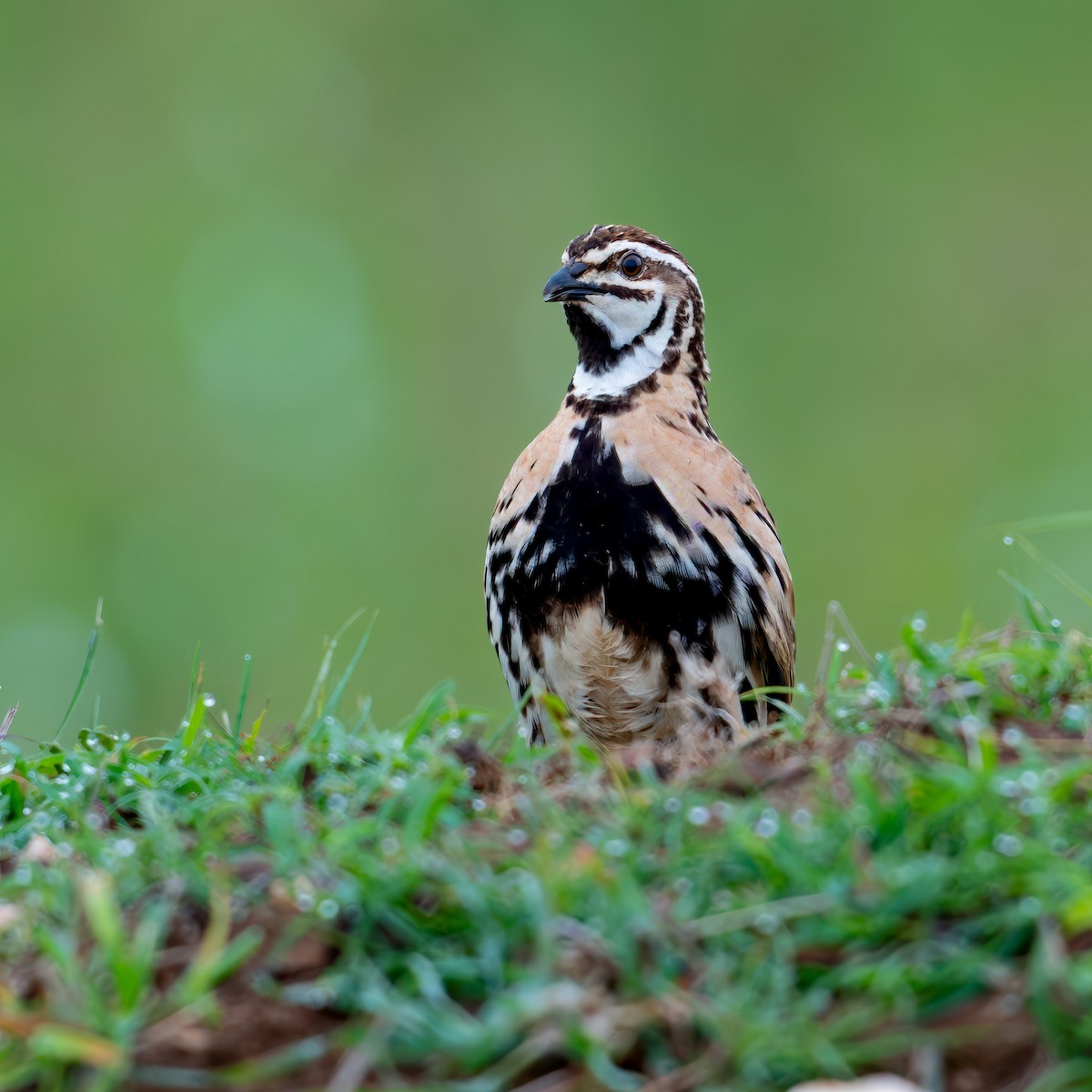 Rain Quail - ML637732041