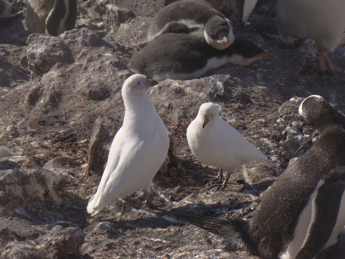 Snowy Sheathbill - ML637732058