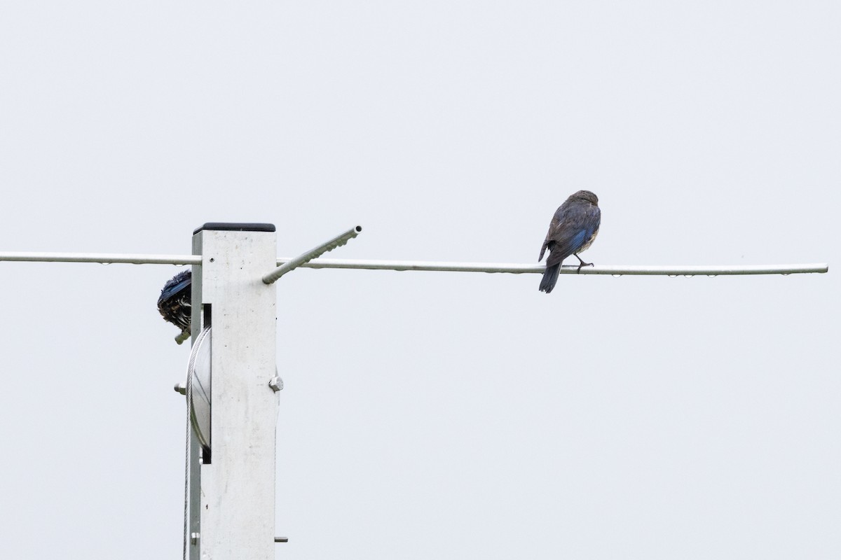 Eastern Bluebird - ML637732060