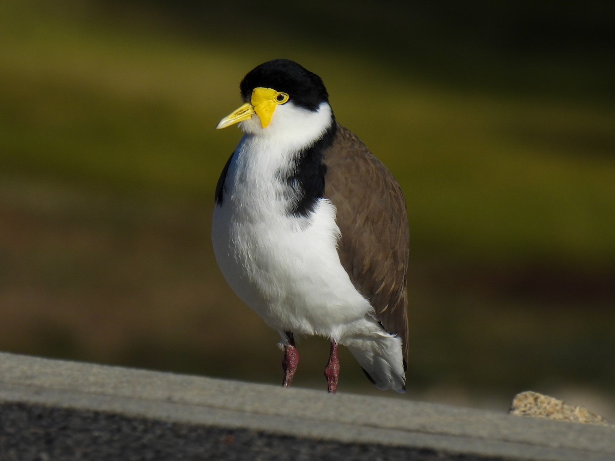 Masked Lapwing - ML637732061