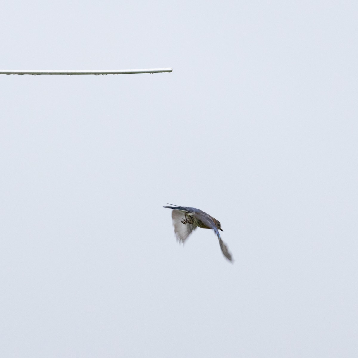 Eastern Bluebird - ML637732062