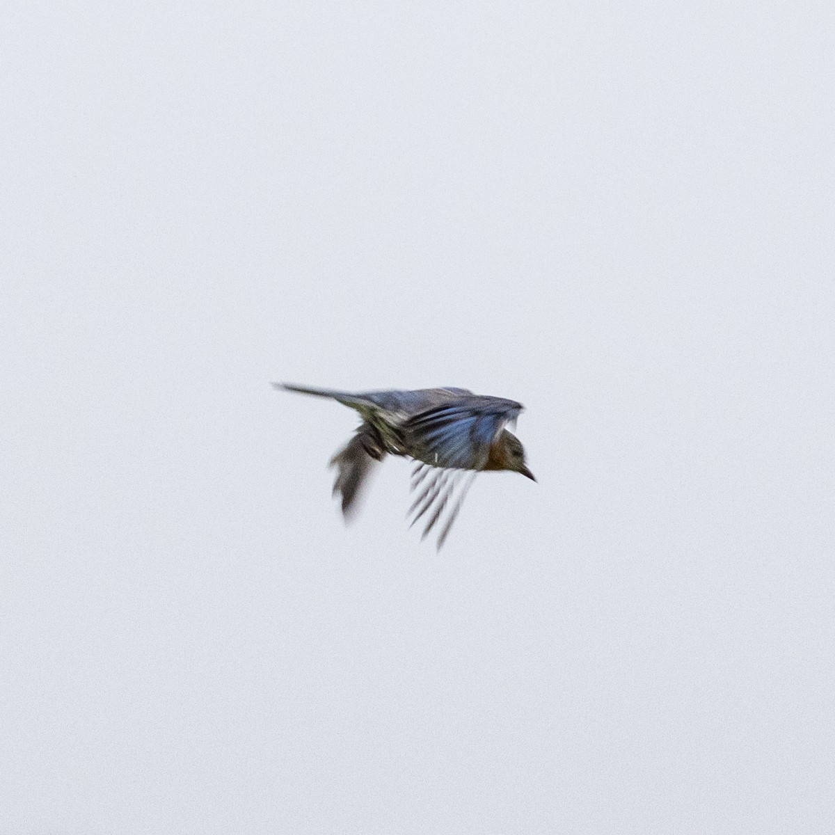 Eastern Bluebird - ML637732063