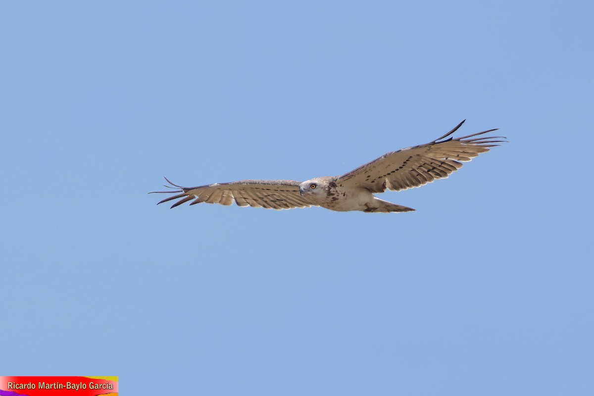 חיוויאי הנחשים - ML637732064