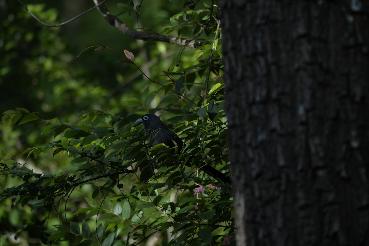 Blue-faced Malkoha - ML637732065