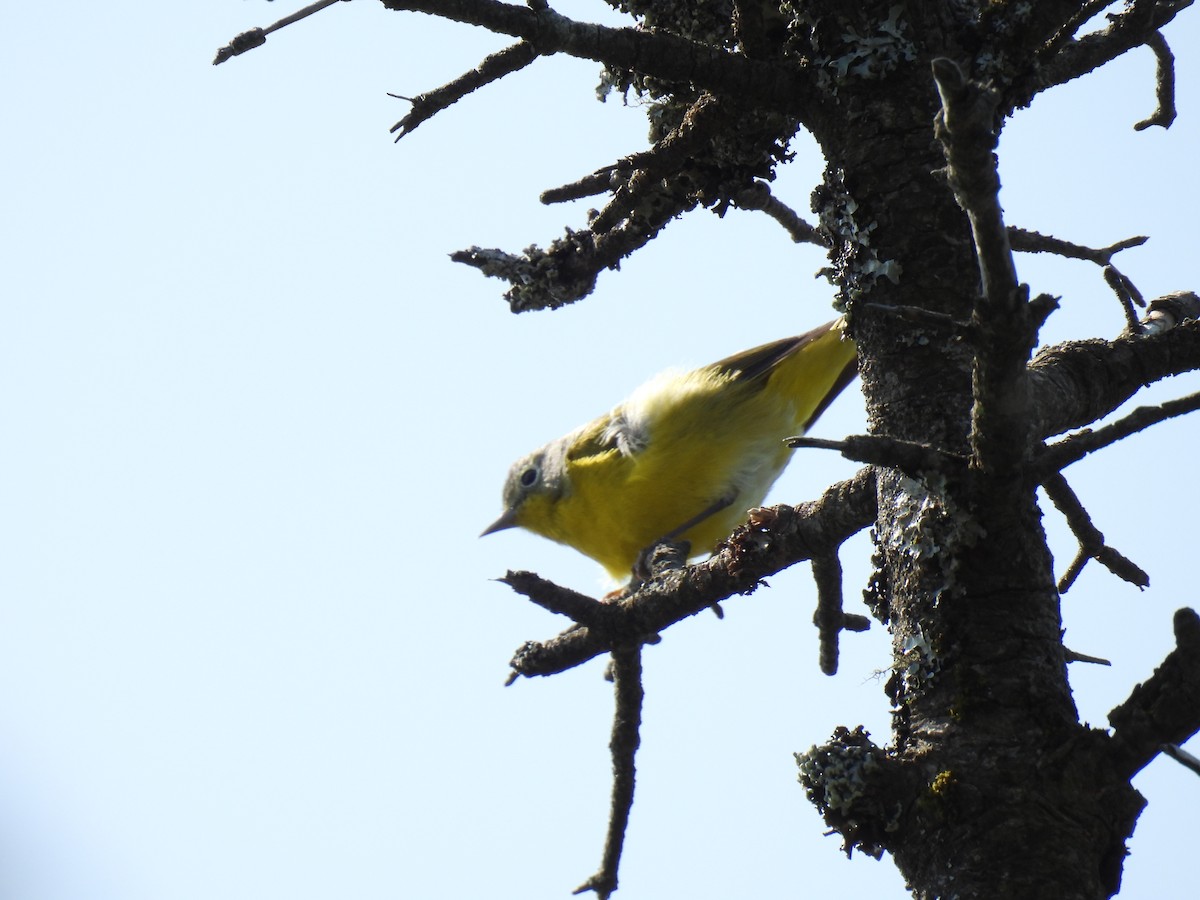 Nashville Warbler - ML637732081