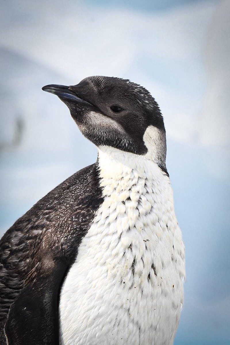 Emperor Penguin - ML637732084