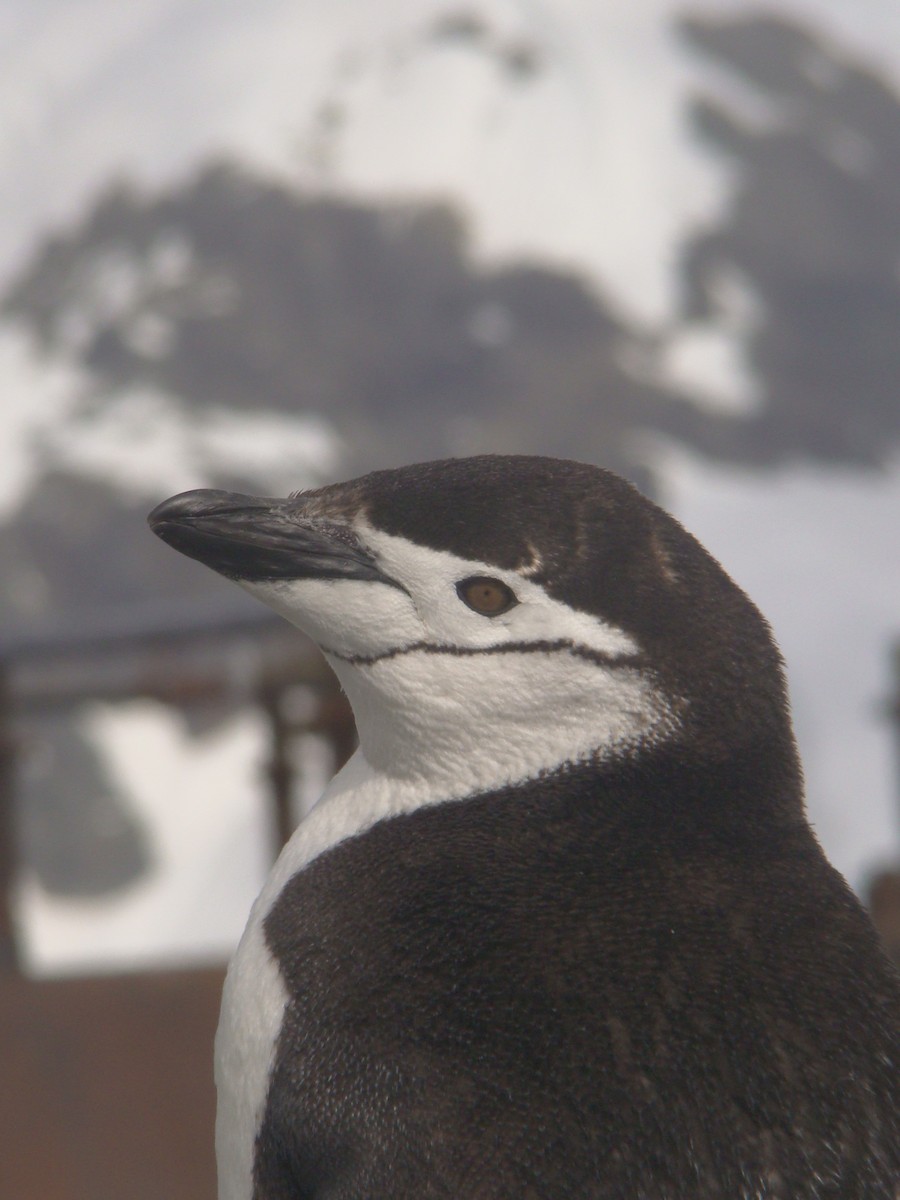 Chinstrap Penguin - ML637732096