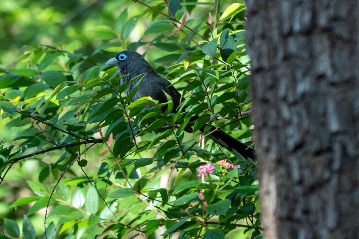 Blue-faced Malkoha - ML637732100
