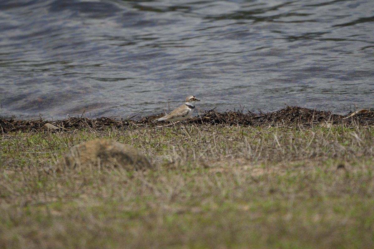Little Ringed Plover - ML637732102