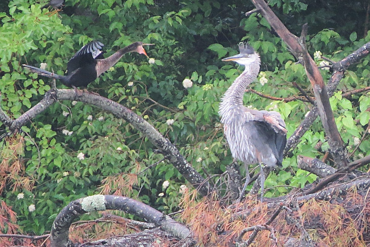 Anhinga - ML637732103