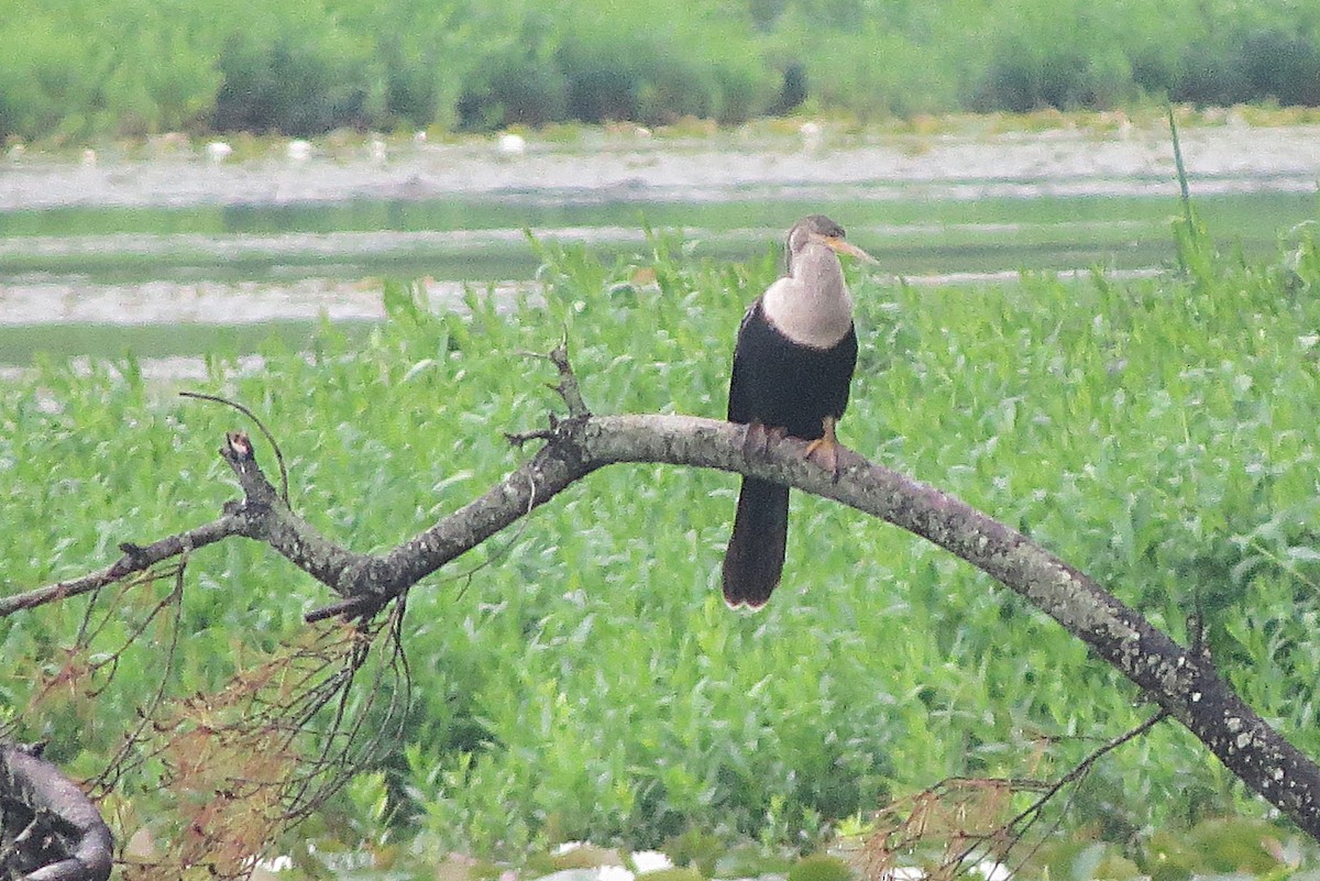 Anhinga - ML637732104