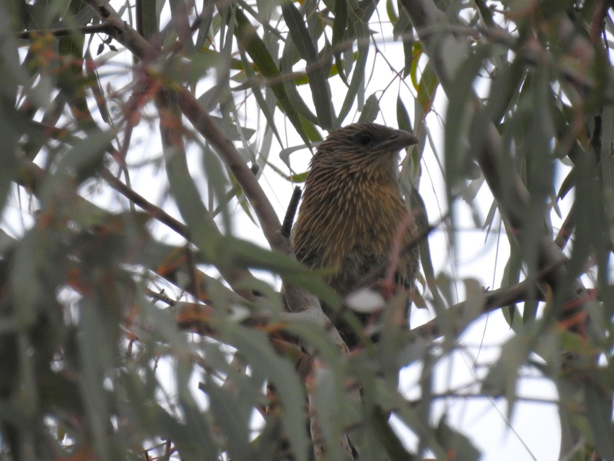 Pheasant Coucal - ML637732107